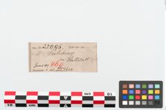Foto von Bronzeamboß (NHMW-PRAE-025096)